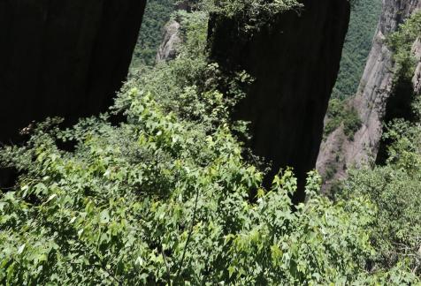 Green between cliffs 10