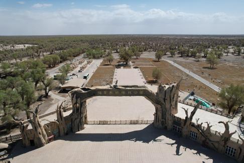 Desert becomes forest 2