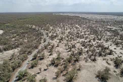 Desert becomes forest 3