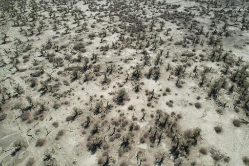 Desert becomes forest 8