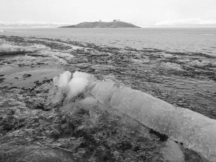 Sleeping Snow in Cold Pond 4