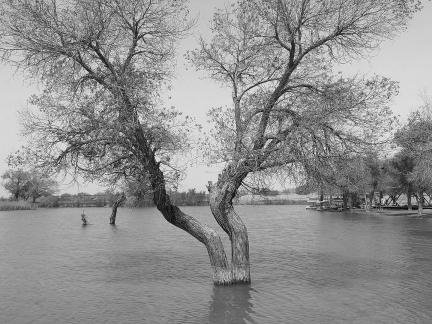 Lonely tree reflecting water
