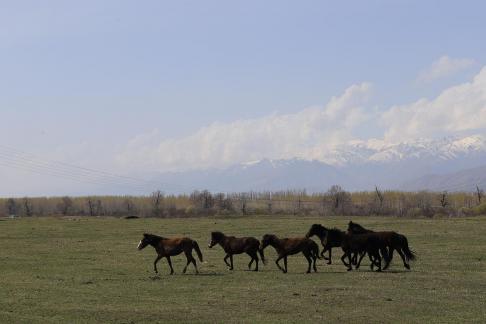 Grassland horse ranch 17