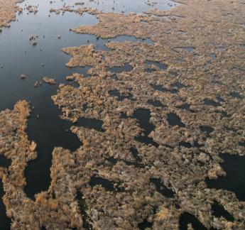 The vast expanse of reed marshes 12