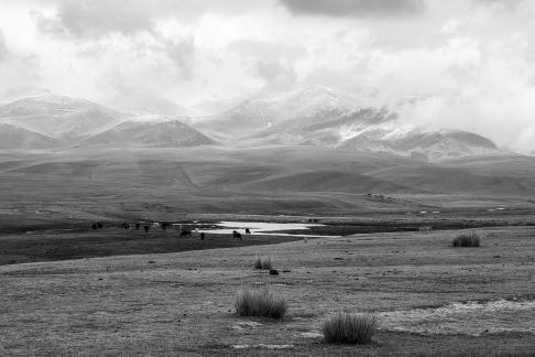 High mountain pasture 32