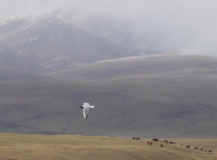 High mountain pasture 18