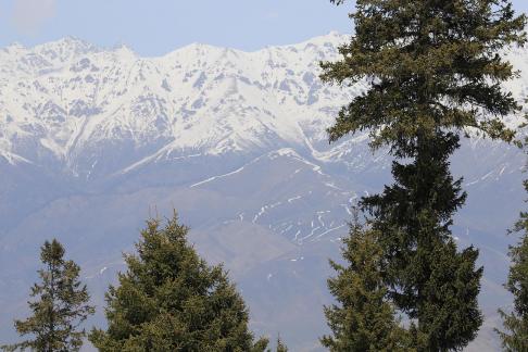 Cold Forest Watch 10