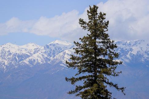 Cold Forest Watch 11