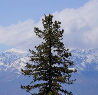 Cold Forest Watch 12