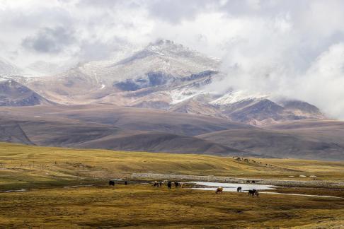 High mountain pasture 22