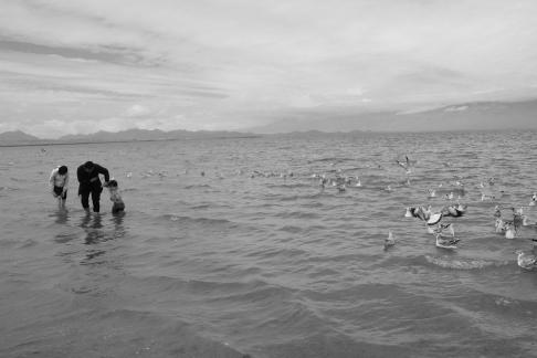 Dancing with seagulls 2