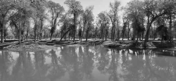 Between the woods and the sky 6