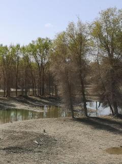 Desert vegetation 25