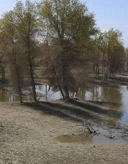 Desert vegetation 26