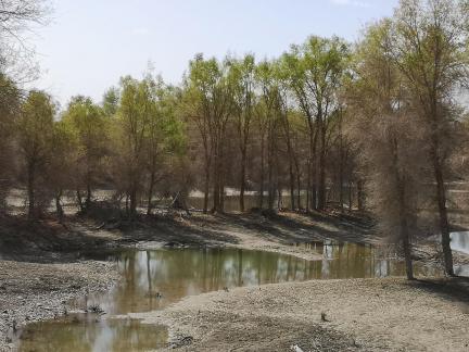 Desert vegetation 27