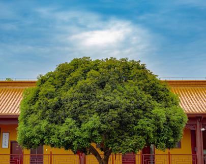The scenery in the temple 1