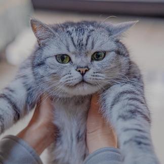 The portrait of a kitten 4