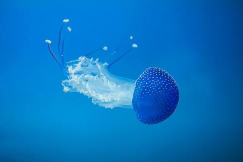 blue jellyfish 7565