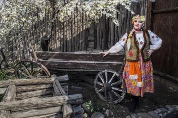 The cherry blossomed