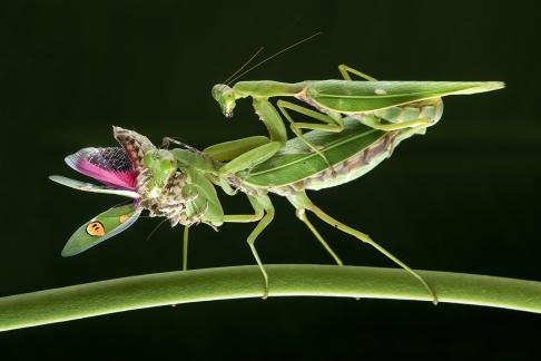 Mating meal and bloom