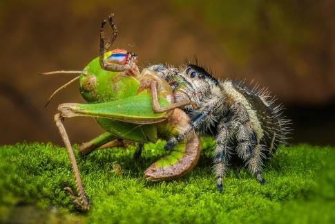 Phidippus regius with grasshopper6