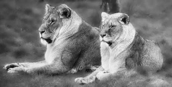 Pride