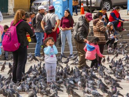 Birds in the City 5653
