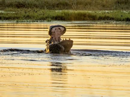 fighting Hippos