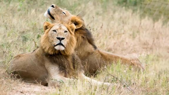 Lions 1301