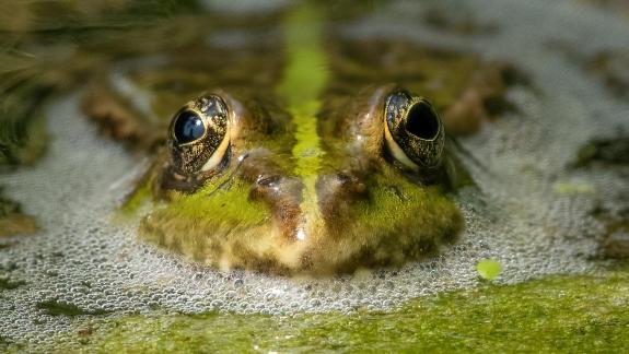 Auge in Auge 0378
