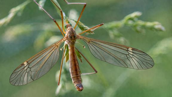 Diptera 5424