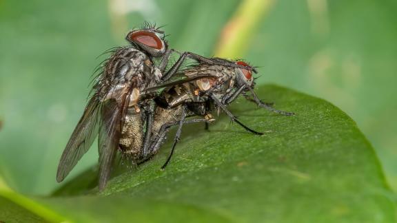 Musca 0639