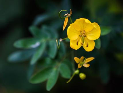 Bright yellow flowers 1