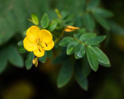 Bright yellow flowers 2