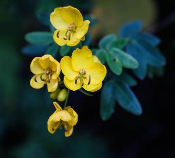 Bright yellow flowers 3
