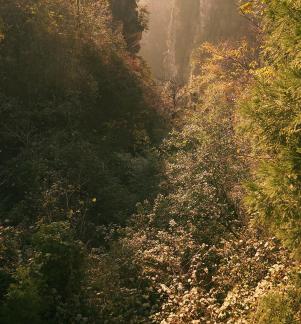 The Green of Light