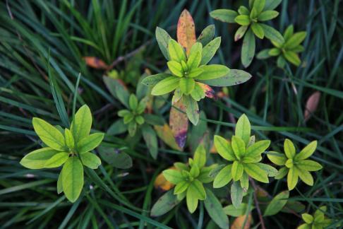 Green leaves with spots 2