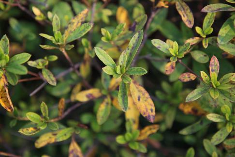 Green leaves with spots 3