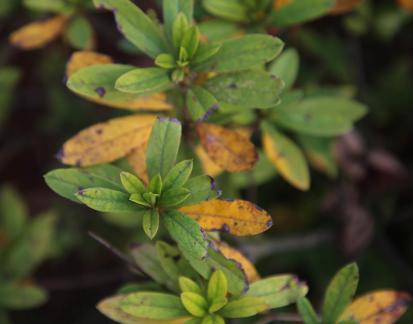 Green leaves with spots 4
