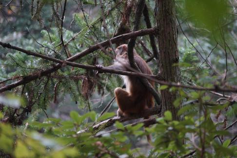 Mountain macaque 1