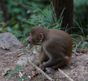 Mountain macaque 2