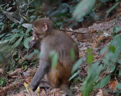 Mountain macaque 3