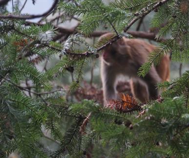 Mountain macaque 4