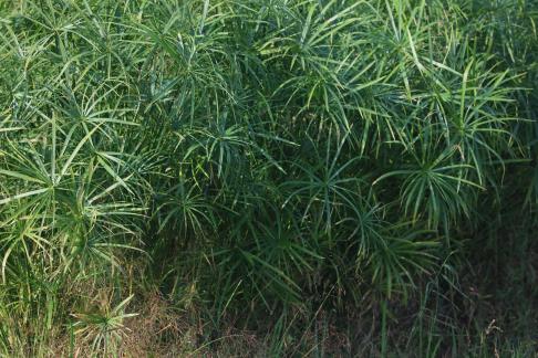 Waterfront vegetation 1