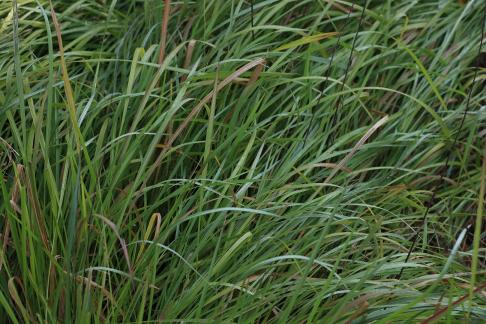 Waterfront vegetation 2