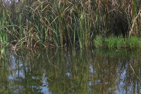 Waterfront vegetation 3