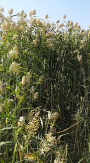 Waterfront vegetation 4