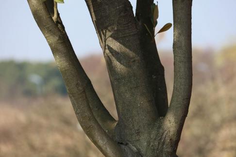 Tree bone 1