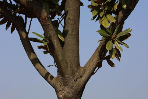Tree bone 2