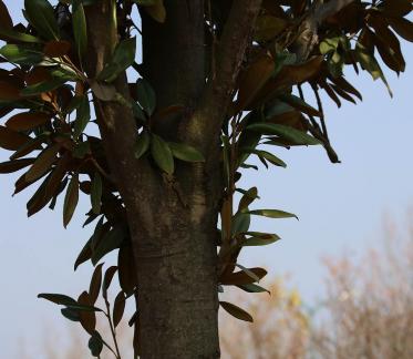 Tree bone 4